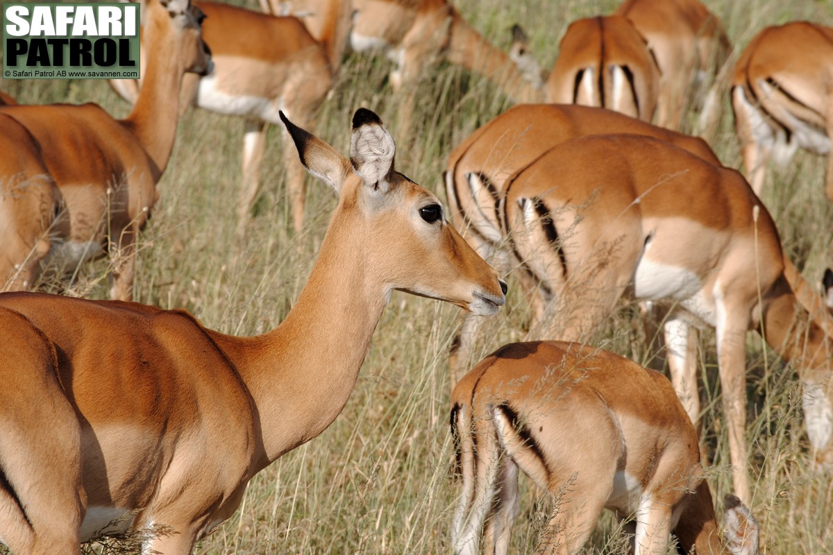 Impalaantiloper. (Serengeti National Park, Tanzania)