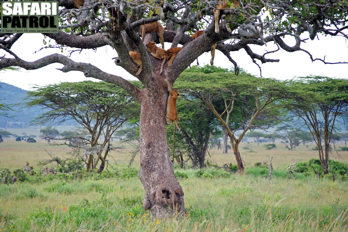 Lejonflock i korvtrd. (Sdra Serengeti National Park, Tanzania)