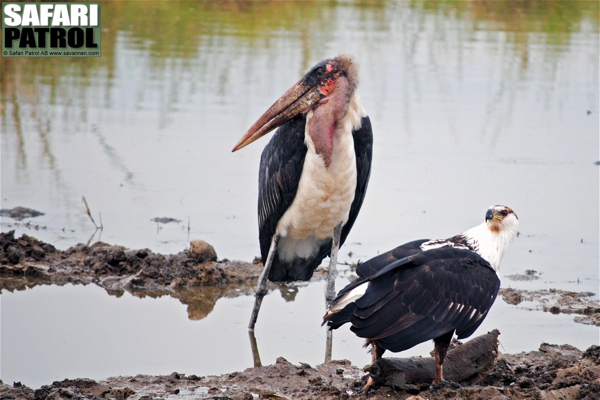 Maraboustork och afrikansk skrikhavsrn. (Serengeti National Park, Tanzania)