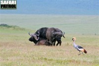 Krontrana och afrikanska bufflar. (Ngorongorokratern, Tanzania)