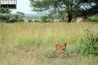 Dikdikantilop. (Serengeti National Park, Tanzania)