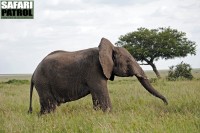 Elefant på grässavannen. (Serengeti National Park, Tanzania)
