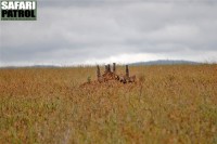 Zebramanguster på termitstack. (Serengeti National Park, Tanzania)