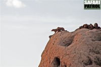 Dvärgmanguster på termitstack. (Tarangire National Park, Tanzania)