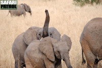 Elefanter. (Tarangire National Park, Tanzania)