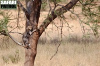 Gepardunge klättrar. (Tarangire National Park, Tanzania)