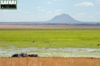Silale swamp. I förgrunden flodhästar, gapnäbbstorkar och någon kohäger. (Tarangire National Park, Tanzania)