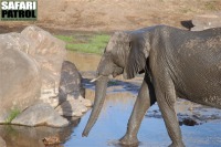 Elefant i Tarangirefloden. (Tarangire National Park, Tanzania)