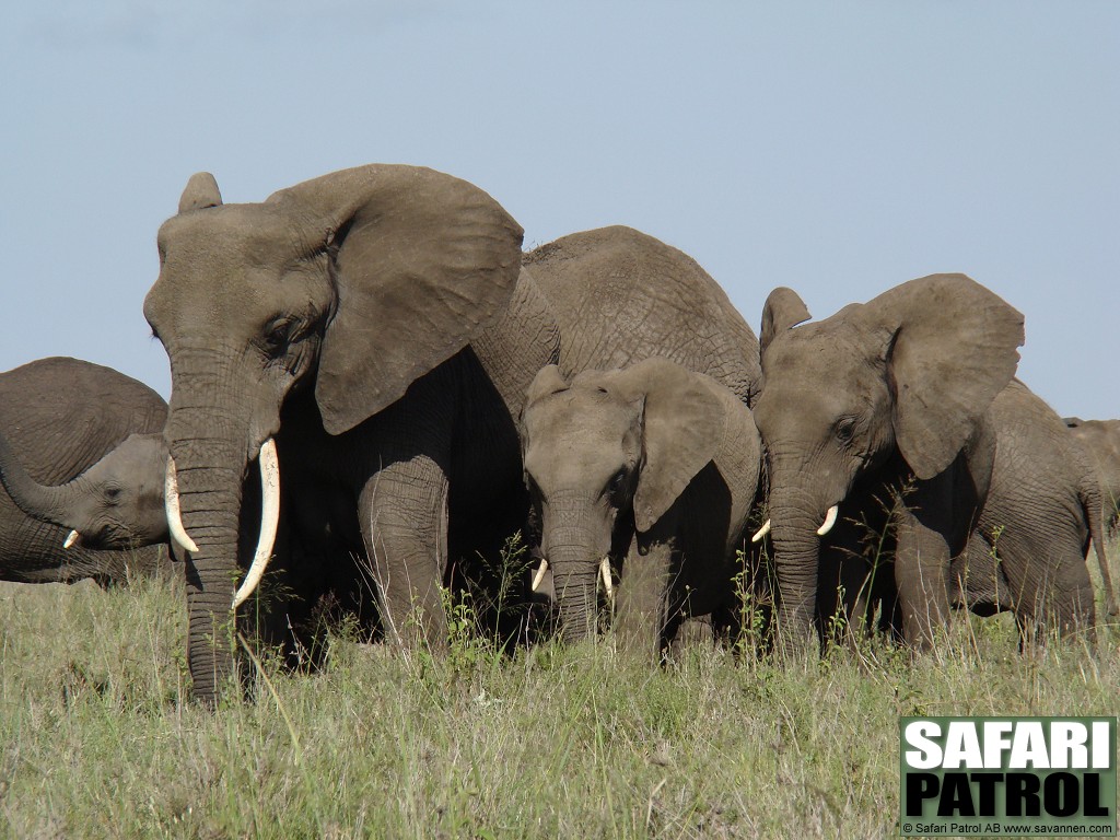 Afrikanska elefanter. (Centrala Serengeti National Park, Tanzania)