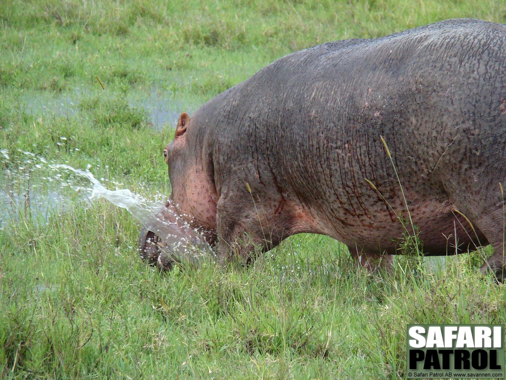 Flodhst. (Masai Mara National Reserve, Kenya)