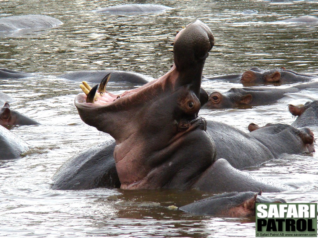 Flodhsthane visar tnderna. (Serengeti National Park, Tanzania)