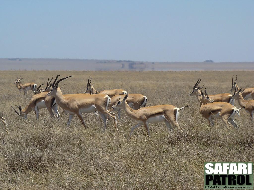 Grants gaseller. (Sdra Serengeti National Park, Tanzania)