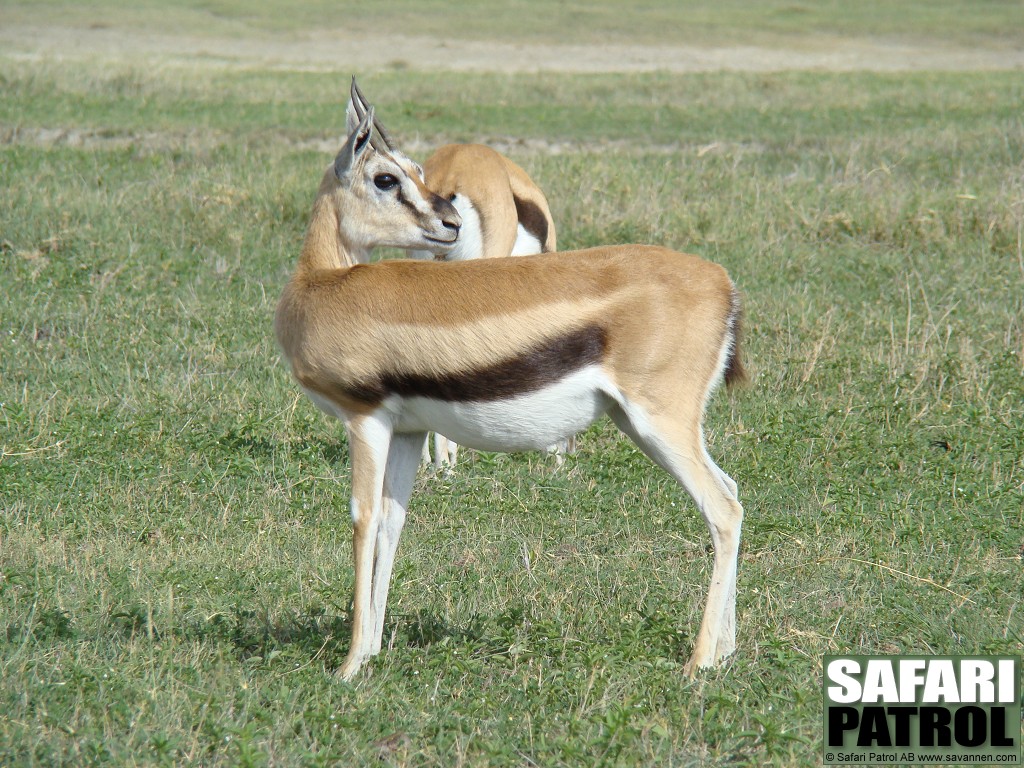 Thomsons gaseller. (Ngorongorokratern, Tanzania)