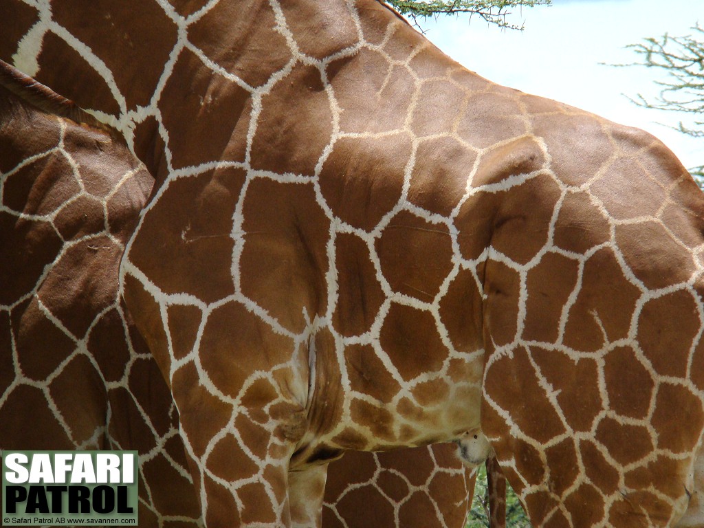 Ntgiraff. (Buffalo Springs National Reserve, Kenya)