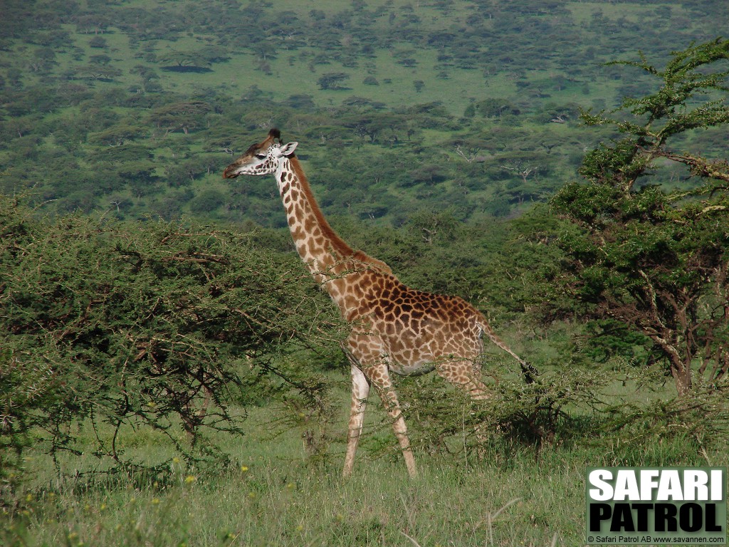 Massajgiraff i hglandet. (Ngorongoro Conservation Area, Tanzania)