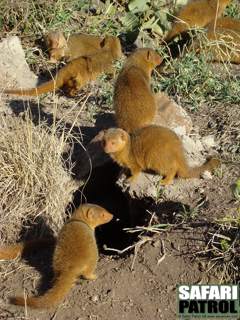 Dvrgmanguster. (Serengeti National Park, Tanzania)