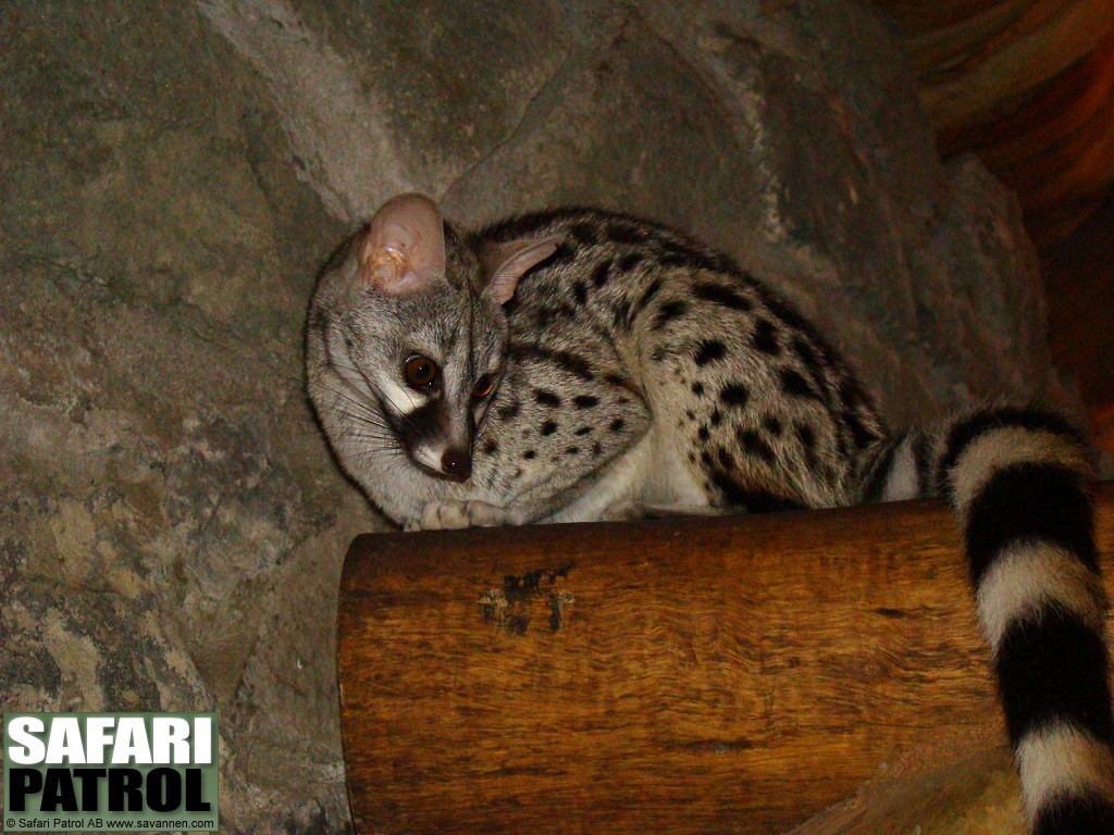 Genett p en lodge. (Ngorongoro Conservation Area, Tanzania)