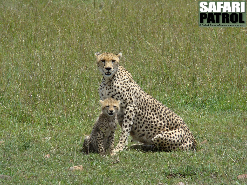 Geparder. (Masai Mara National Reserve, Kenya)