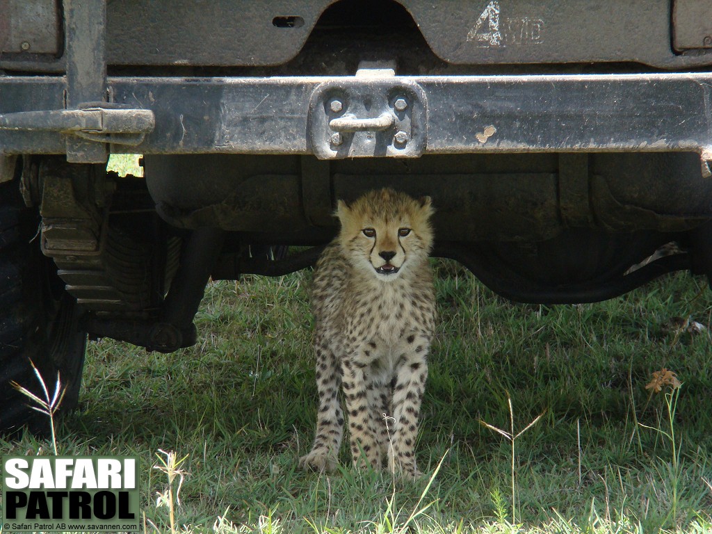 Gepardunge. (Masai Mara National Reserve, Kenya)