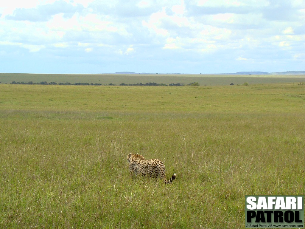 Gepard i savanngrset. (Masai Mara National Reserve, Kenya)