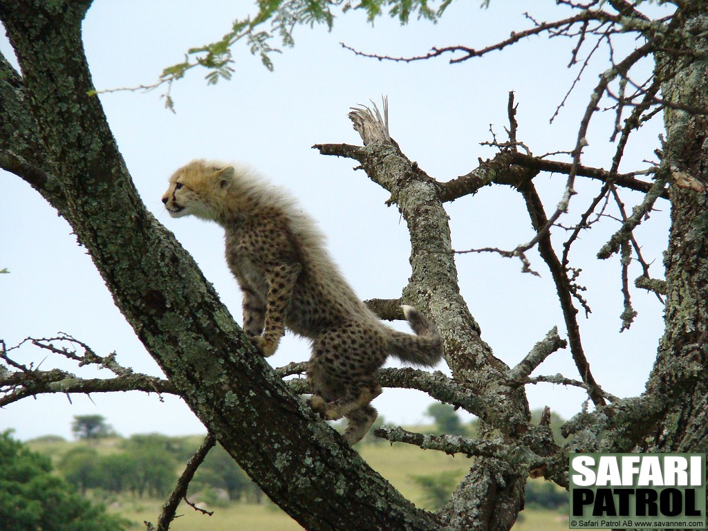 Gepard. (Lobo i norra Serengeti National Park, Tanzania)