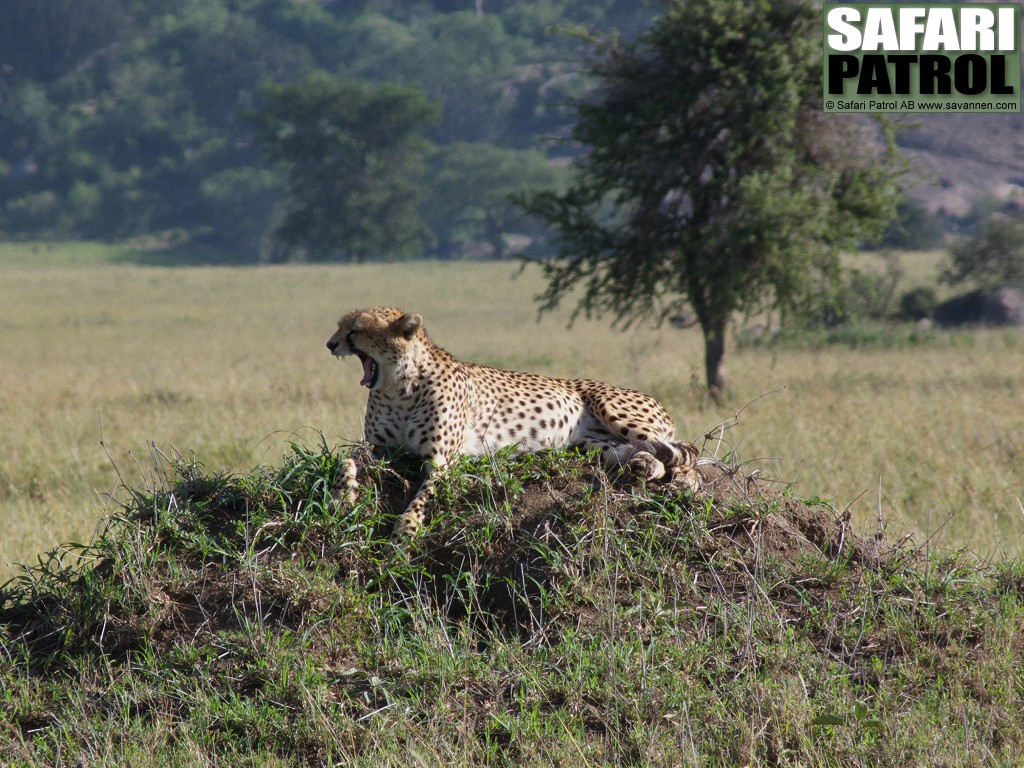 Gepard. (Moru Kopjes i sdra Serengeti National Park, Tanzania)