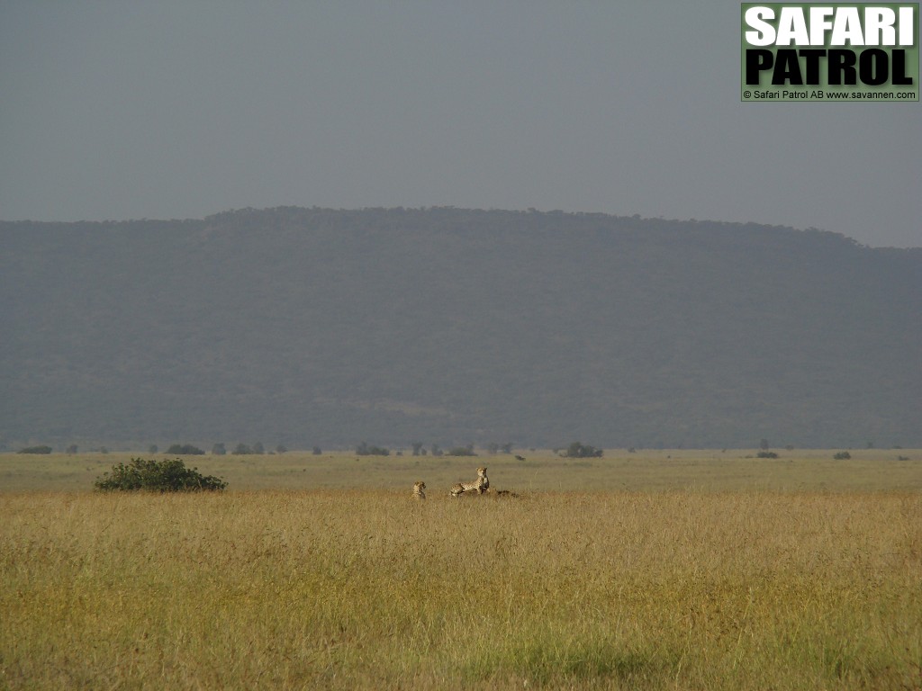 Geparder. (Serengeti National Park, Tanzania)