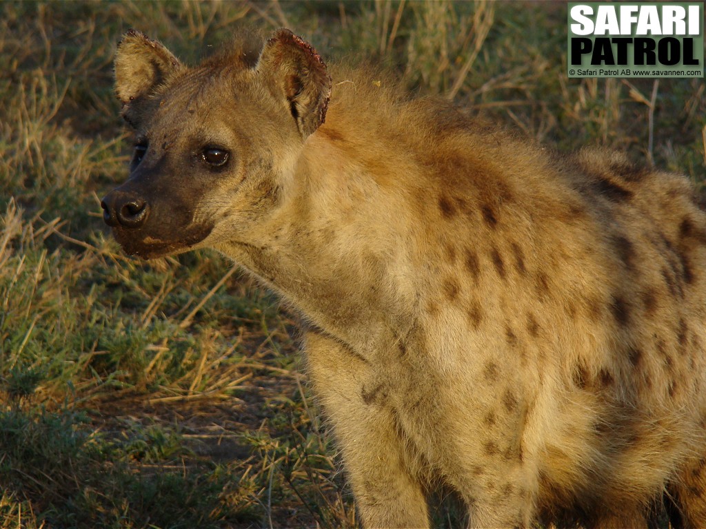 Flckig hyena. (Seronera i centrala Serengeti National Park, Tanzania)