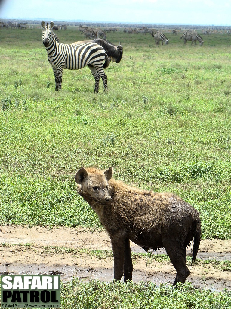 Flckig hyena. (Serengeti National Park, Tanzania)