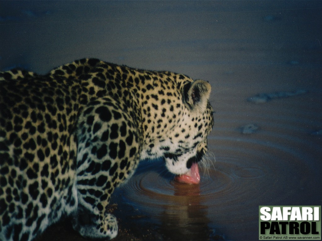 Leopard. (Buffalo Springs National Reserve, Kenya)