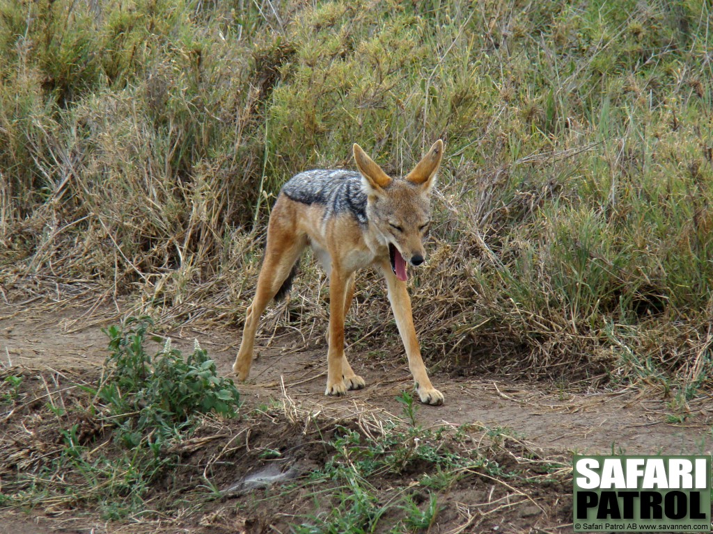 Svartryggad schakal. (Serengeti National Park, Tanzania)