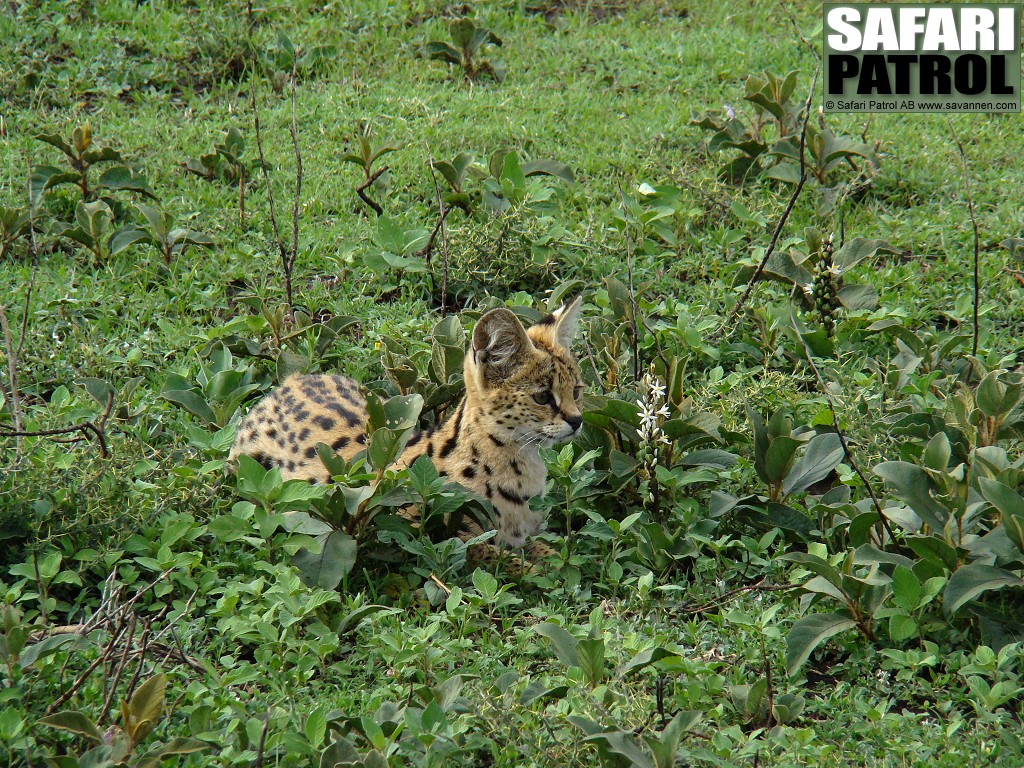 Serval. (Ngorongoro Conservation Area, Tanzania)