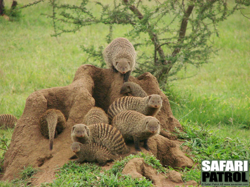 Zebramanguster. (Seronera i centrala Serengeti National Park, Tanzania)