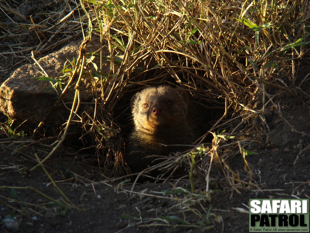 Zebramangust. (Serengeti National Park, Tanzania)