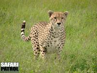 Gepard. (Södra Serengeti National Park, Tanzania)