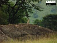 Gepard. (Lobo i norra Serengeti National Park, Tanzania)