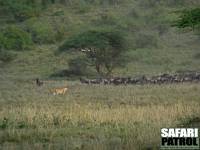 Lejon och gnuer. (Serengeti National Park, Tanzania)