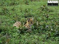 Serval. (Ngorongoro Conservation Area, Tanzania)