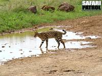 Serval. (Seronera i centrala Serengeti National Park, Tanzania)