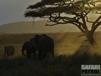 Elefanter. (Seronera i centrala Serengeti National Park, Tanzania)