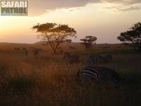 Zebror i solnedgången. (Seronera i Serengeti National Park, Tanzania)