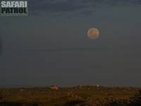 Fullmåne. (Seronera i centrala Serengeti National Park, Tanzania)