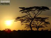 Akacia. (Seronera i Serengeti National Park, Tanzania)