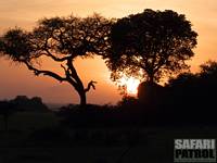 Moru Kopjes. (Södra Serengeti National Park, Tanzania)
