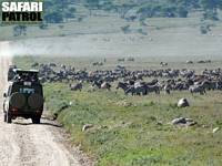 Zebror längs huvudvägen. (Södra Serengeti National Park, Tanzania)
