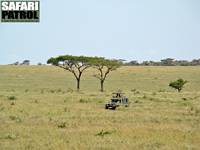 Safarijeep på savannen. (Serengeti National Park, Tanzania)