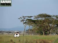 Safarijeep på savannen. (Centrala Serengeti National Park, Tanzania)