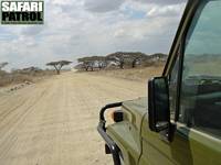 På huvudvägen mot Serengeti National Park. (Ngorongoro Conservation Area, Tanzania)