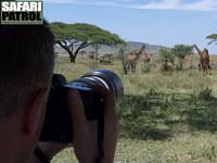 Safariresenär fotograferar giraffer. (Serengeti National Park, Tanzania)