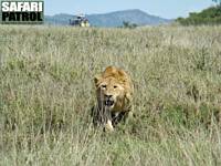 Jagande lejon. (Serengeti National Park, Tanzania)